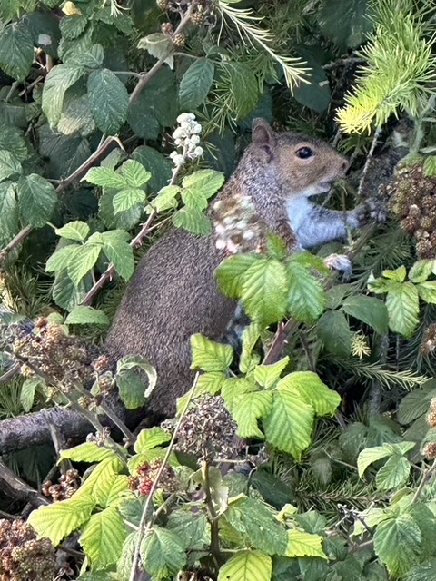 CWS3 Squirrel Control & Management