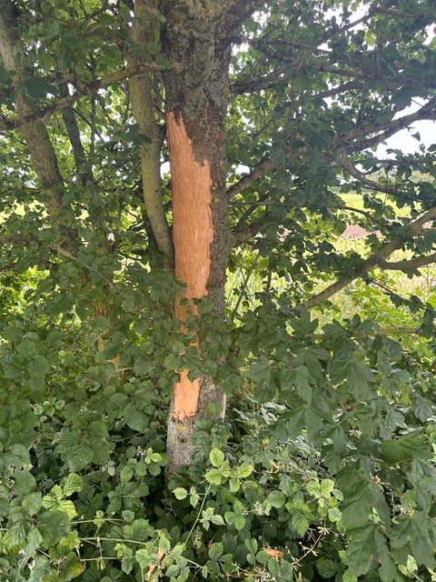 CWS3 Squirrel Control & Management