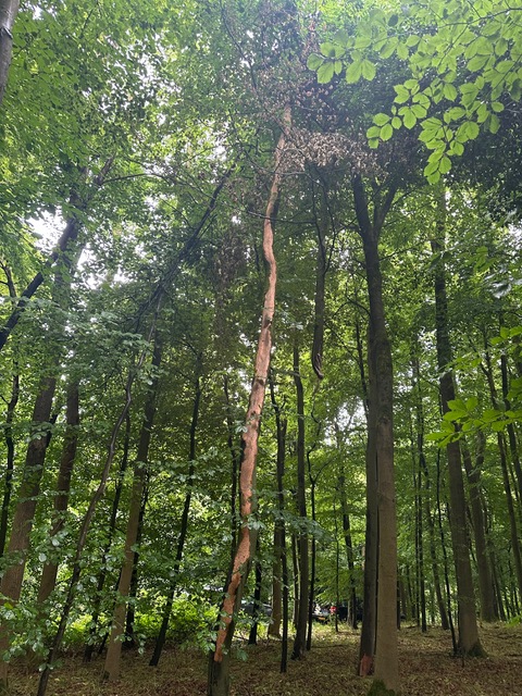 CWS3 Squirrel Control & Management